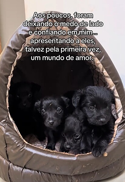 Os quatro cachorrinhos forama adotados por famílias amorosas e responsáveis.