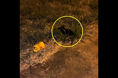 Motorista avista pequeno ponto preto se mexendo na grama e ao se aproximar percebe 8 olhinhos a encarando.