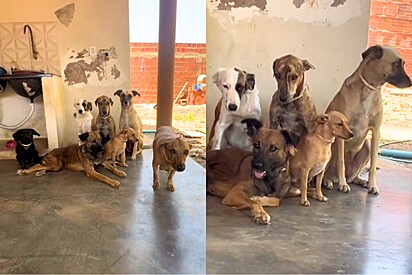 Cães adotados fazem o teste para saber que teve a infância mais humilde e resultado impressiona