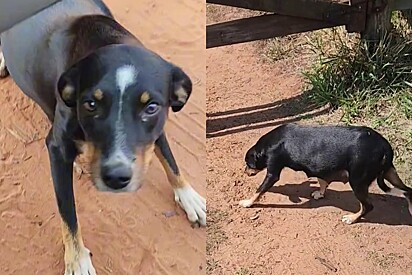 Passando por estrada rural, médica veterinária salva cachorrinha grávida - e então sua vida nunca mais foi a mesma