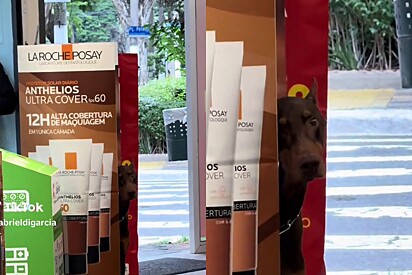 Doberman que não sabe ser Doberman: Camuflado em placa de publicidade, cão espera tutor na porta com olhar carinhoso e vídeo encanta
