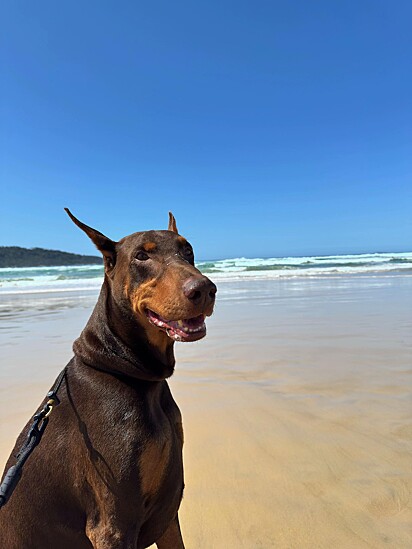 Nero é muito comportado e não se mostra agressivo.
