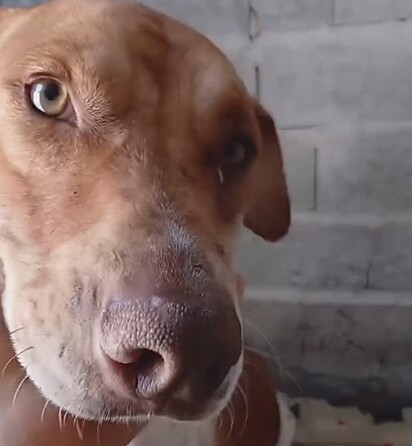 No abrigo, ele acabou sofrendo com ataques de outros cães.