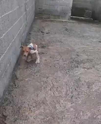 O cão Gengibre foi resgatado em São Paulo ainda filhote, em condições bastante delicadas.