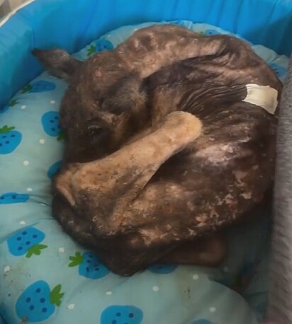 A cachorrinha foi encontrada visivelmente debilitada.