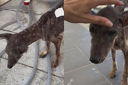 Após 8 meses de cuidados intensivos, cachorrinha que foi encontrada em pele e osso mostra sua beleza