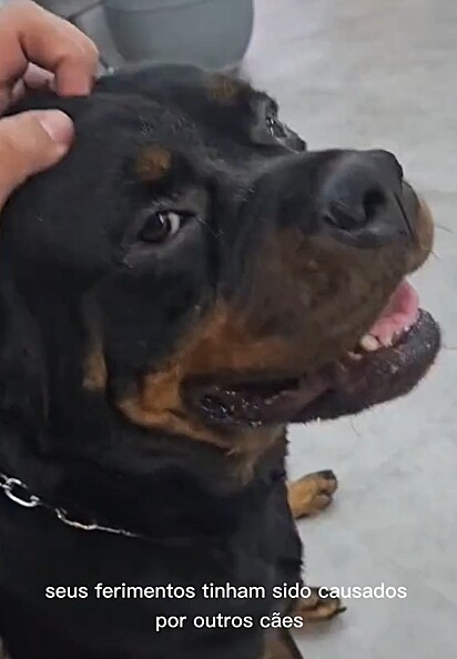 Charlotte é uma rottweiler muito doce.