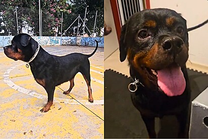 Jovem acreditava que cão Rottweiler doado recebia bons cuidados, até receber vídeo que partiu seu coração.