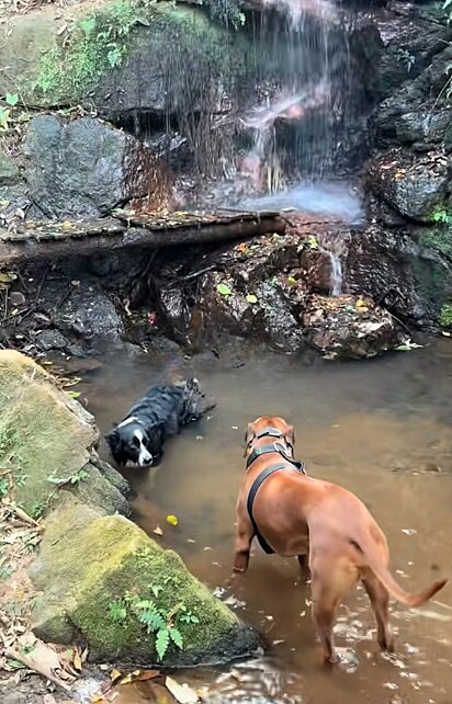 Os cães Dante e Théo fizeram amizade instantaneamente.