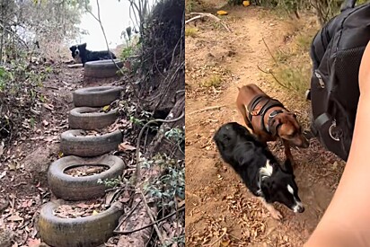 Guia de quatro patas: turista vai fazer trilha com o cão e descobre que o guia era outro doguinho