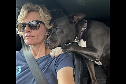 Pitbull consola protetora após ela saber que cão não seria mais adotado.