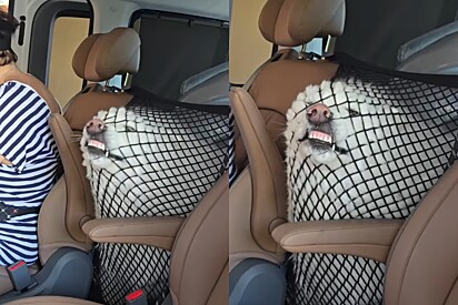 Me deifa pafaaarrr: Cão Samoieda diverte milhões ao tentar vencer a tela de segurança do carro