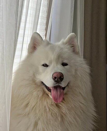 Os Samoiedas parecem estar sempre sorrindo.