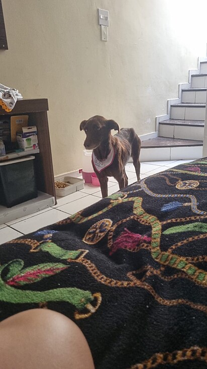Ela foi encontrada muito debilitada e doente.