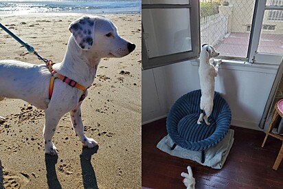 Frustrada, mulher recorre ao 2º teste de DNA para seu cachorro para parar de ter que discutir com estranhos