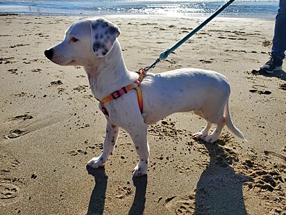Ao contrário do que pensavam ela não é mistura de Jack Russel.
