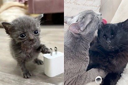 Gata micro sobrevive e forma amizade linda com gatinha que perdeu os olhinhos