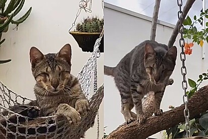 Conheça Steve Wonder, o gato cego que usa seus super sentidos para andar com precisão sobre árvore
