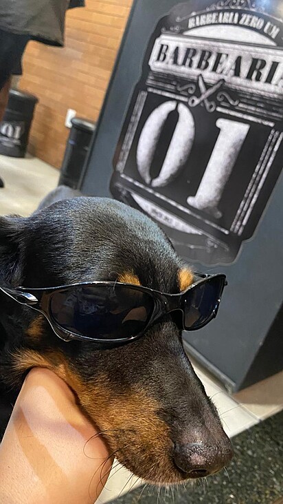 Negão é o mascote da barbearia de seu dono.