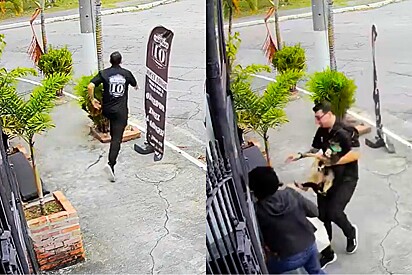 Câmera de segurança registra cena caótica após pitbull perseguir vira-lata.