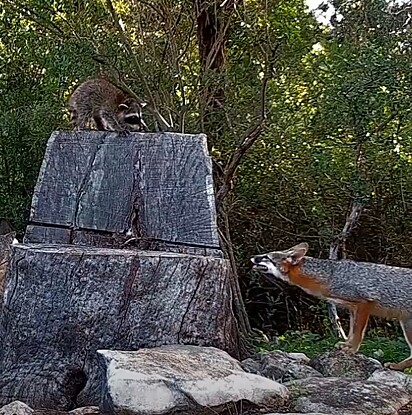 A raposa adulta tentou defender o território, mas não machucou o filhote.