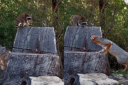 Sem querer, mãe guaxinim deixa filhote perto de toca de raposas - a partir disso momentos de tensão iniciam