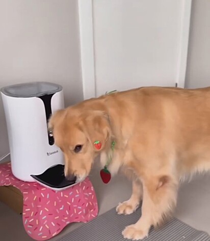 Chanel nada contente em estar passando fome.