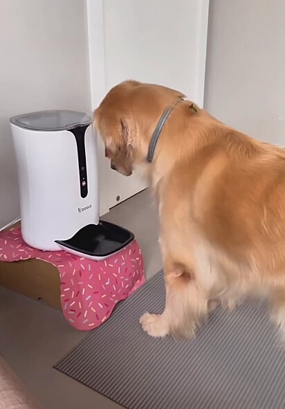 A cadela em uma “briga” com seu alimentador automático.