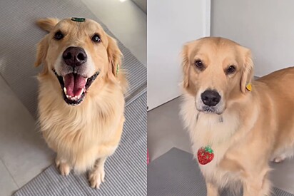 Chanel sem fome versus Chanel de dieta.
