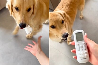 Chanel pedindo para a tutora ligar o ar.