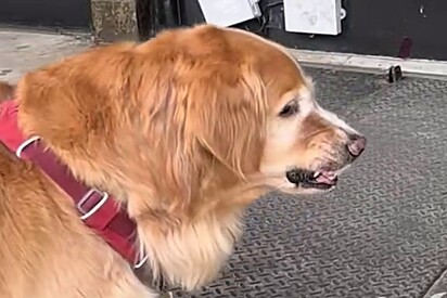 Durante passeio, golden retriever fica cara a cara com seu maior inimigo e tutor precisa intervir