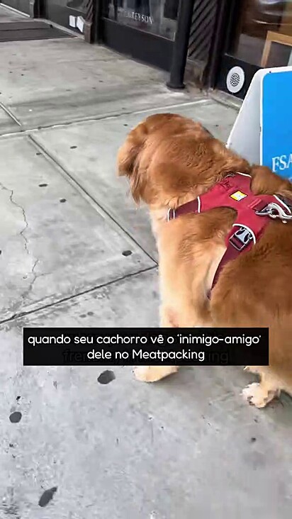 O cão não consegue entender porquê o lobo está sempre no mesmo local.