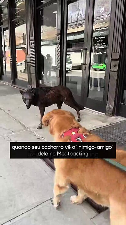 O cachorro não consegue decidir se é amigo ou inimigo.