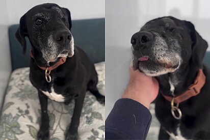 Você é perfeito, cara!: Cachorro gigante, de coração ainda maior, segue sem adotante 2 anos após resgate e protetor faz apelo