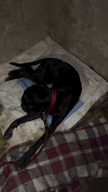 O cão estava debilitado e com um ferimento enorme em 2023.
