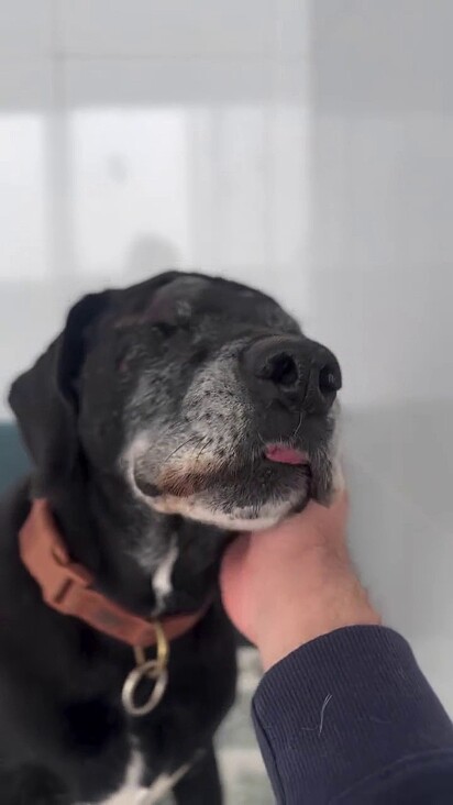 Mesmo resgatado com um grande ferimento ele adora humanos.