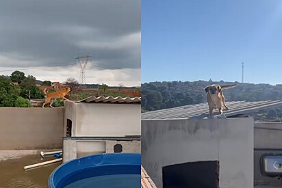 Solange está sempre aprontando alguma coisa.