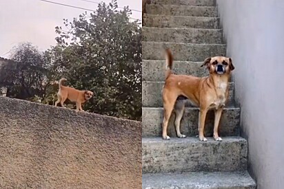 Conheça Solange Aparecida Lacerda, cachorrinha que roubava na rua e se tornou a rainha dos caramelos