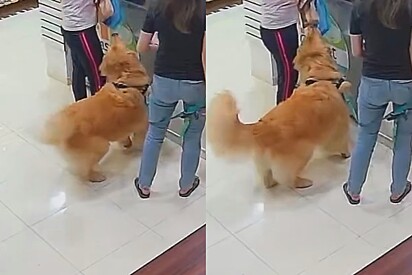 Em PetShop mulher passa perenge após elogiar cão golden e ser assaltada por ele segundos depois