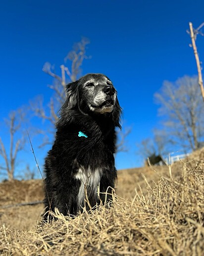 Whitey, um cachorro de 16 anos.