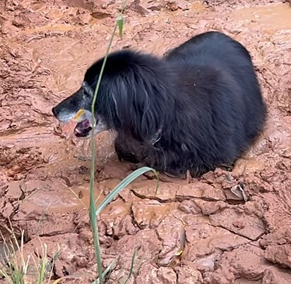  O cão estava preso em um enorme poço de lama.
