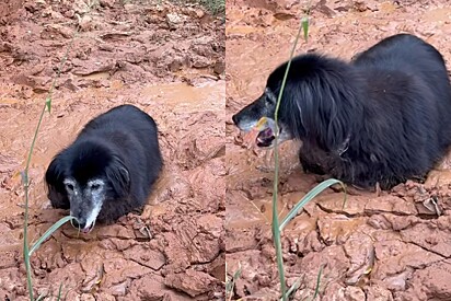 Cão idoso passa horas afundando na lama — até que um herói o encontra se debatendo