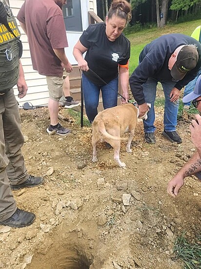Bruiser saiu abanando o rabo, faceiro, como se nada tivesse acontecido. 