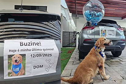 Última quimio: Cão Golden sai pelas ruas para comemorar fim do tratamento e fica todo feliz com reação dos motoristas 