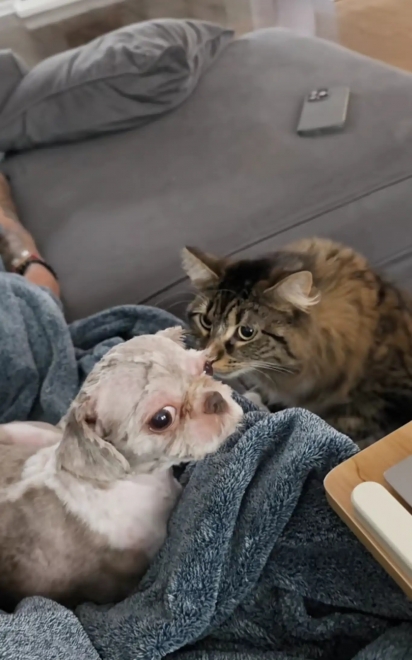 Depois de algumas horas, a gata reconheceu os irmãos.