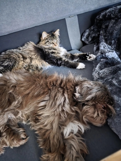 A gata e os cães são melhores amigos.