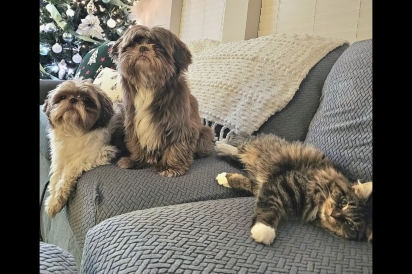 Mulher tosa seus cachorros e não consegue parar de rir ao ver a reação do gato