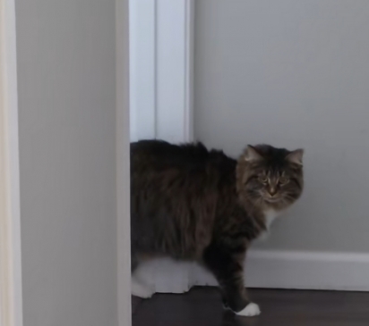 Os cães voltaram do pet shop com um cheiro diferente, o que assustou a gata.