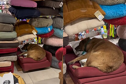 Vira-lata caramelo que dormia no chão gelado das ruas entra em pet shop e escolhe a cama mais macia