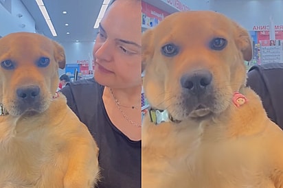Mãe impede filho de brincar com cachorrinha caramelo e tutora se revolta: “Ela é cheirosa!”